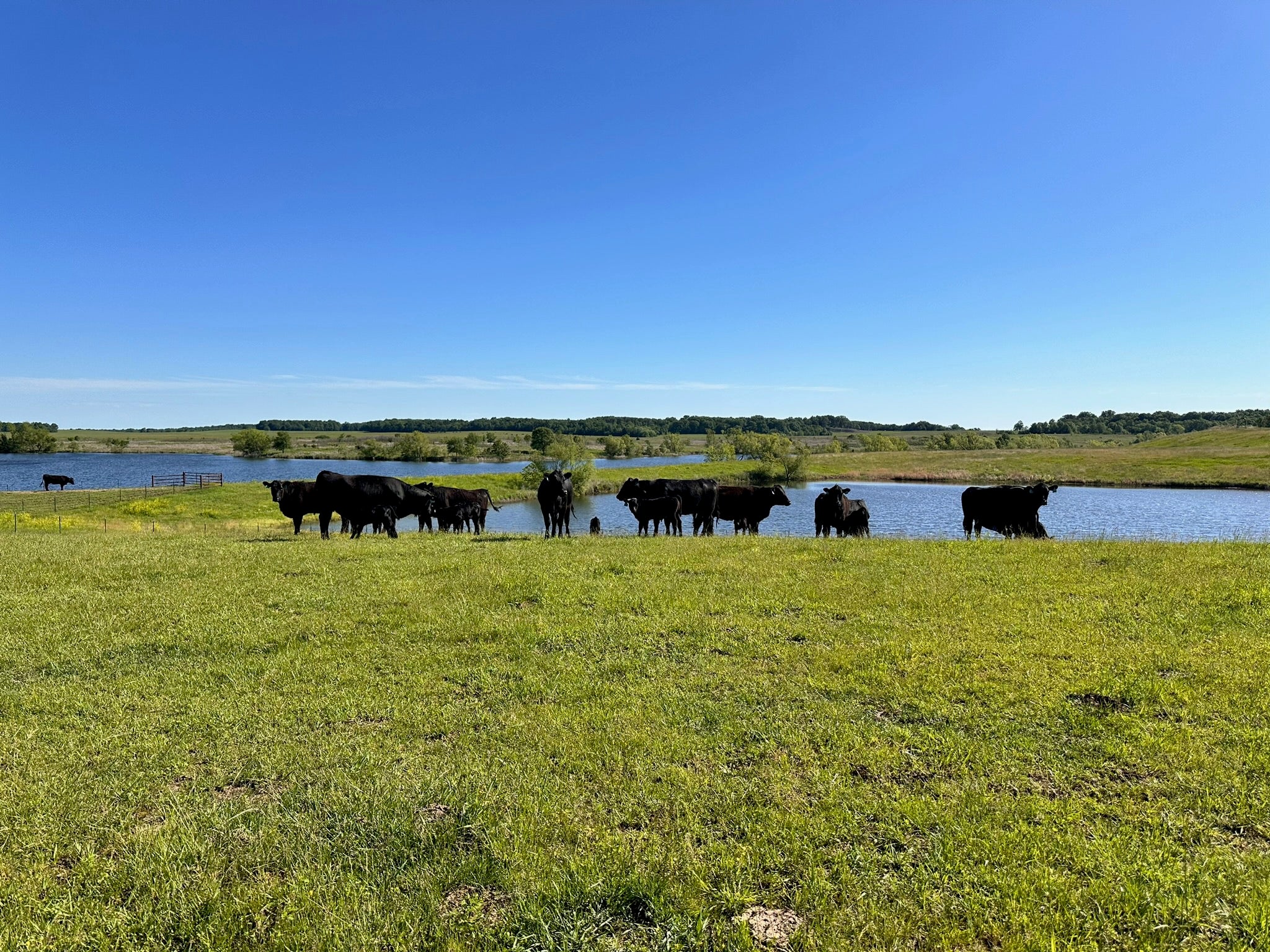 Morningstar Ranch Rio Rico About Us – Morning Star Meats